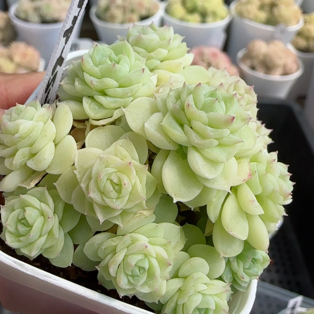 绥*【闪购商品】0305-78（ttp-65-2）