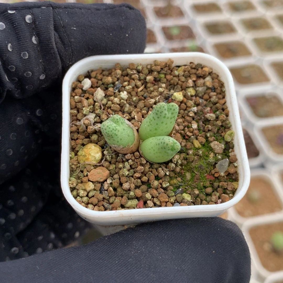 a464草莓斑马母本