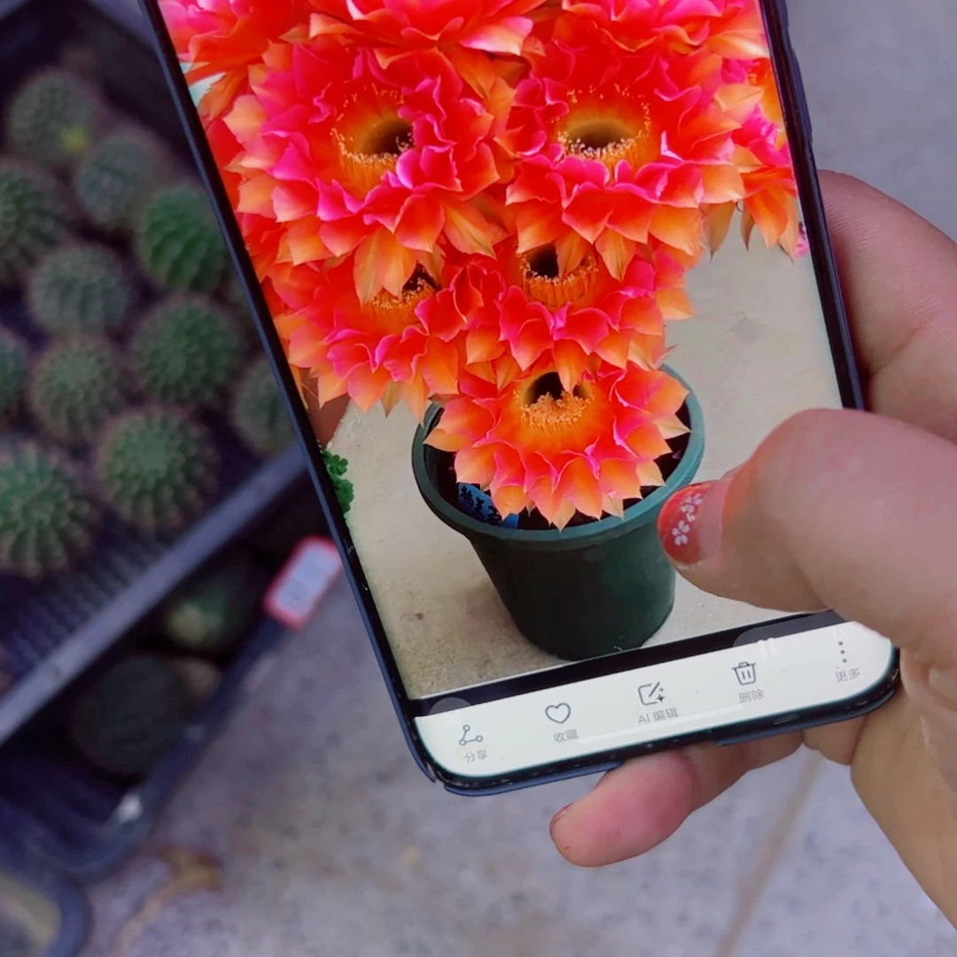 下63彩草超级色彩歪无根侧芽4公分左右左右20包邮