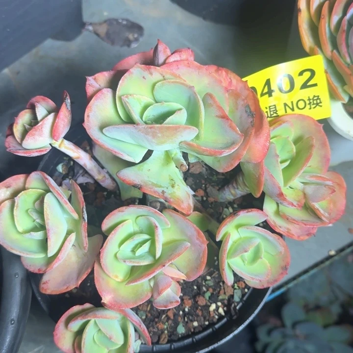 0402无砍莫妮卡群生