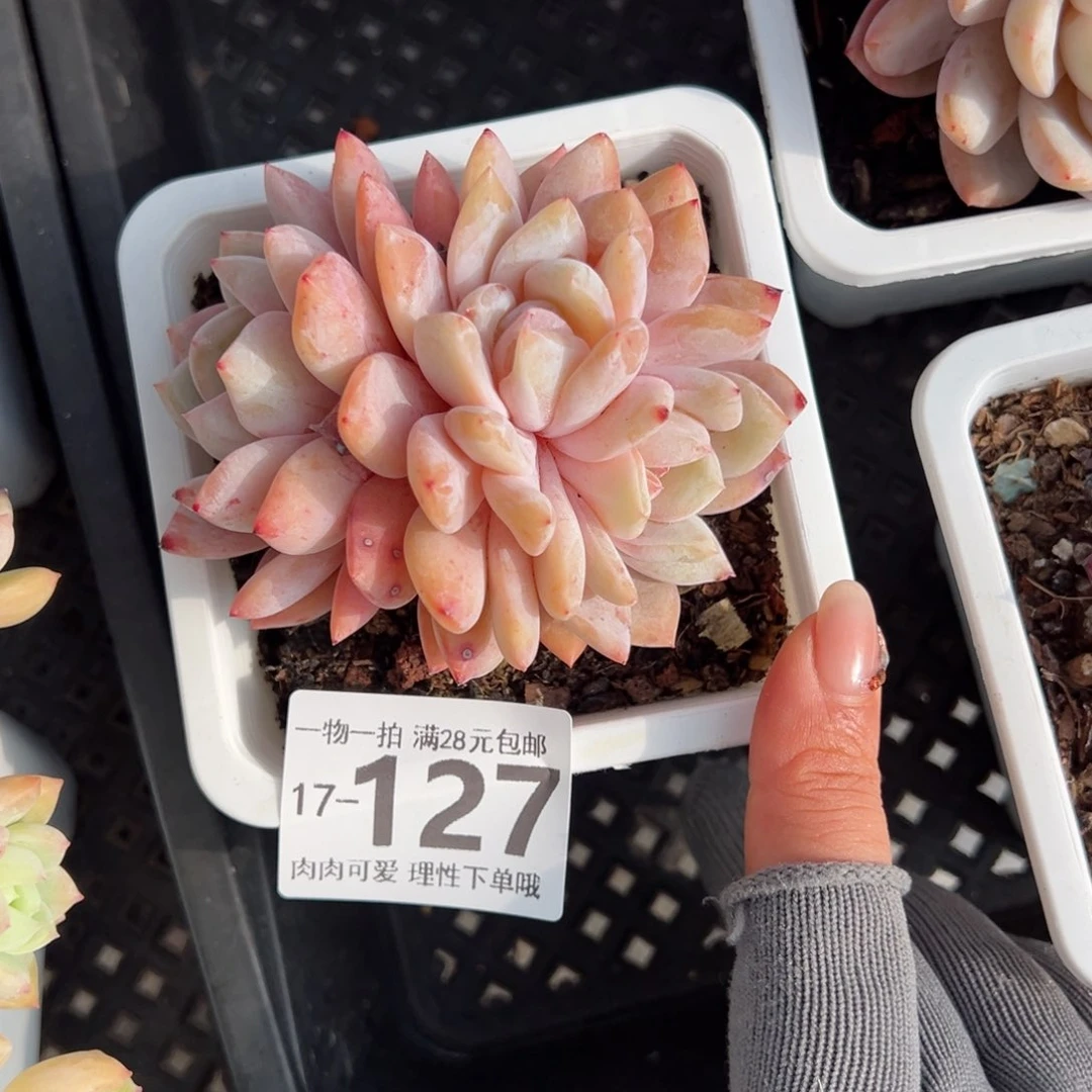 橙梦露多肉多肉多肉多肉