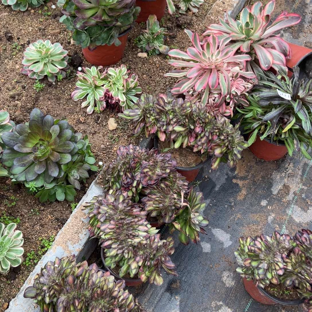 嗨定向爱丽丝原始种欢欢找的