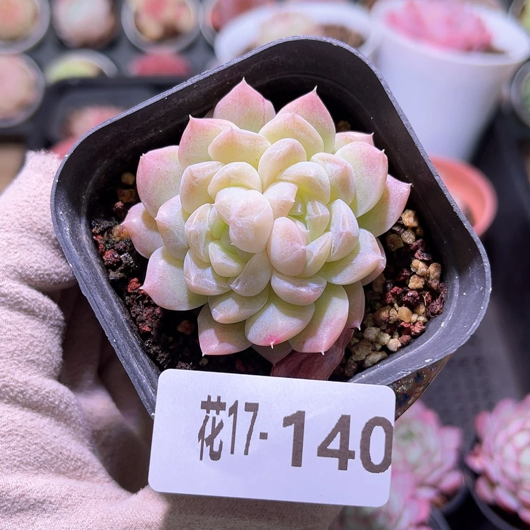 花利美17-140新品双心