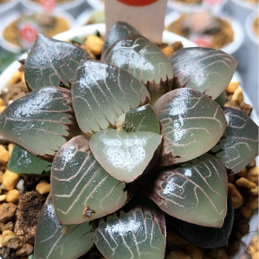 【闪购商品】天池3