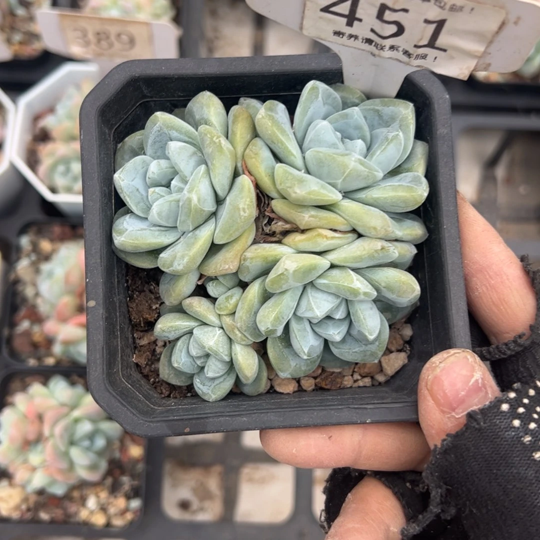 胖***嘟451号冰玉多肉植物