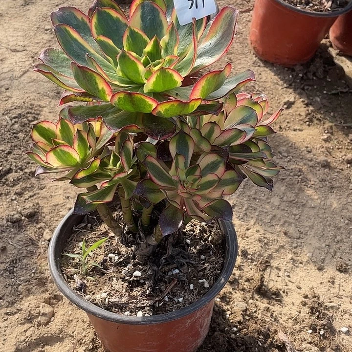 靠***们法师植物魅影法师374