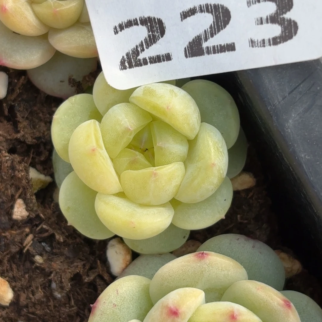 223没问就没问题吧哈哈