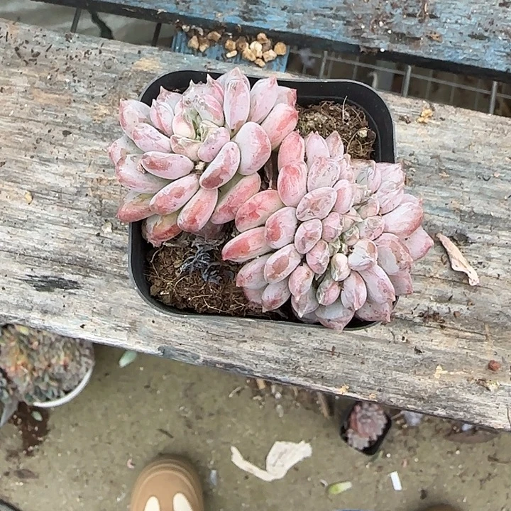 你是个好朋友就是为了