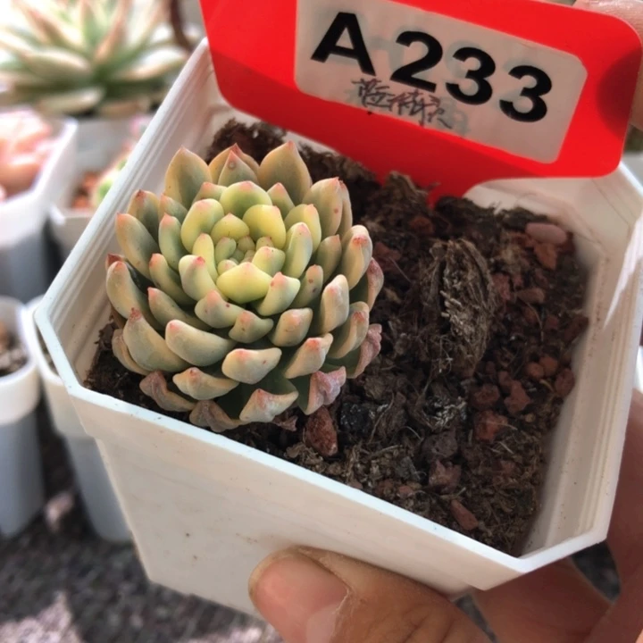 蓝精灵覆轮锦有根