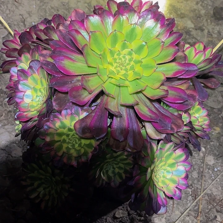多肉植物不包损变异舞天姬010