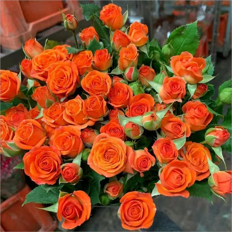 【芭比泡泡】云南玫瑰花老桩大苗长期开花好养易种盆栽地栽室内外