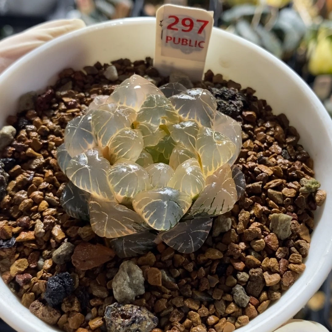 297湖斑实生湖水玉露锦