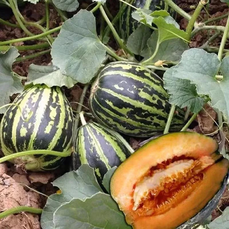 冰糖子甜瓜种子大全甜掉牙种籽四季春季绿宝特大羊角蜜瓜种孑香瓜