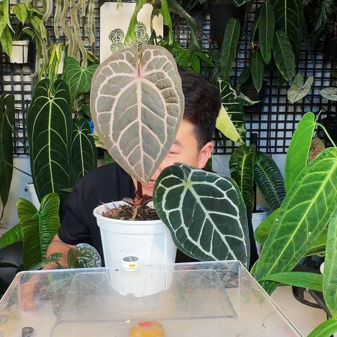 不开花植物C173米歇尔