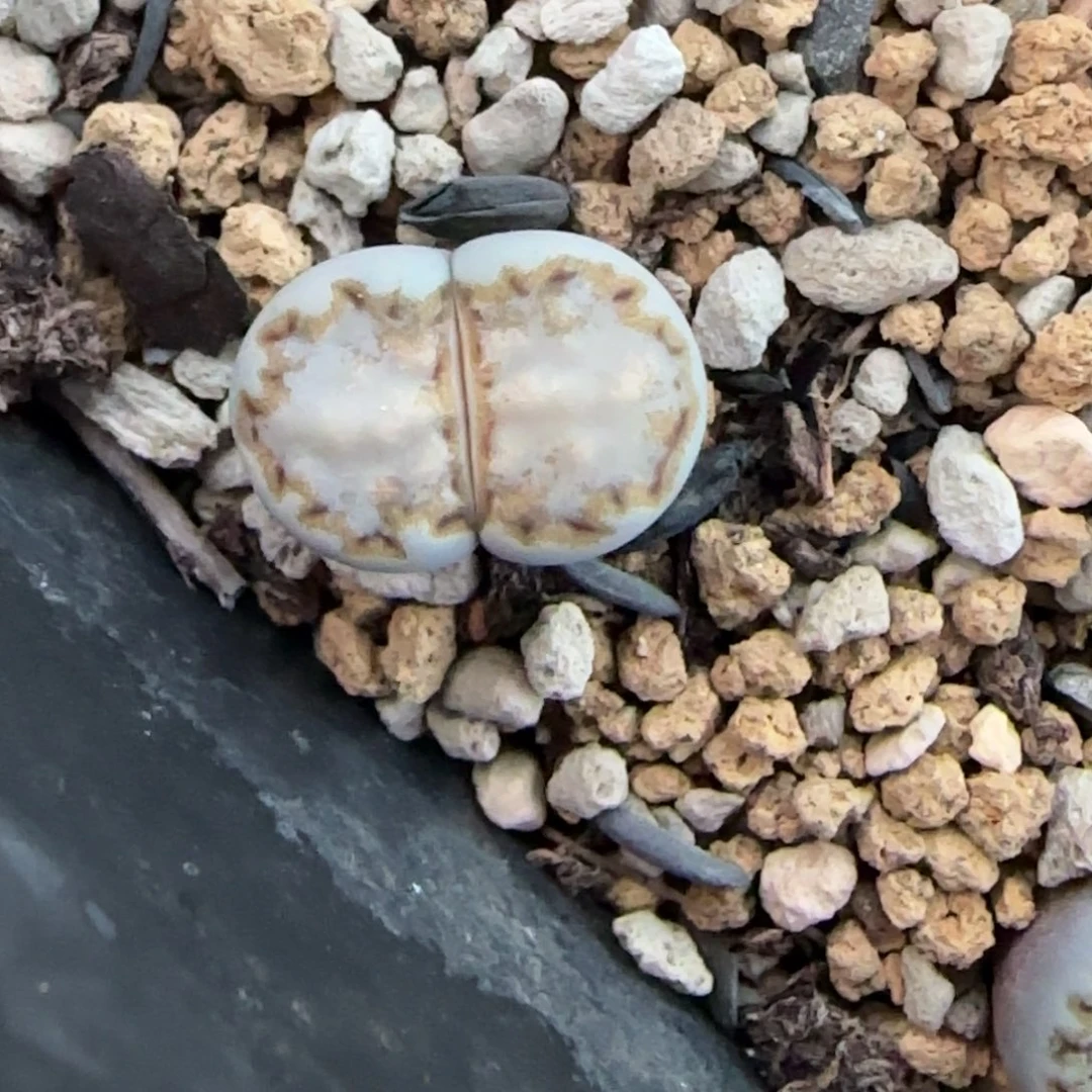 44饼干清框福利30包邮