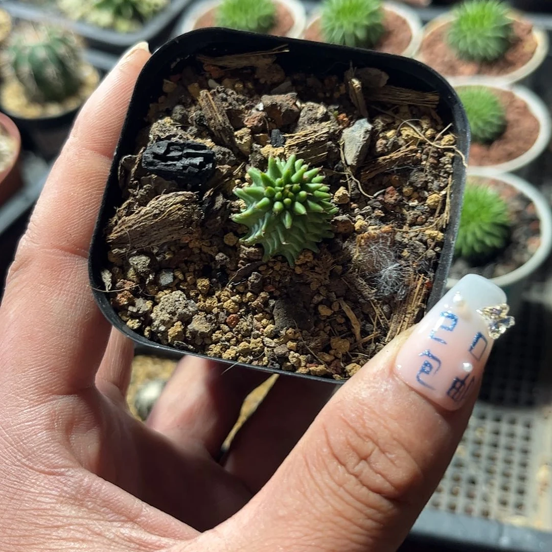 单头海胆单头发货有根发货