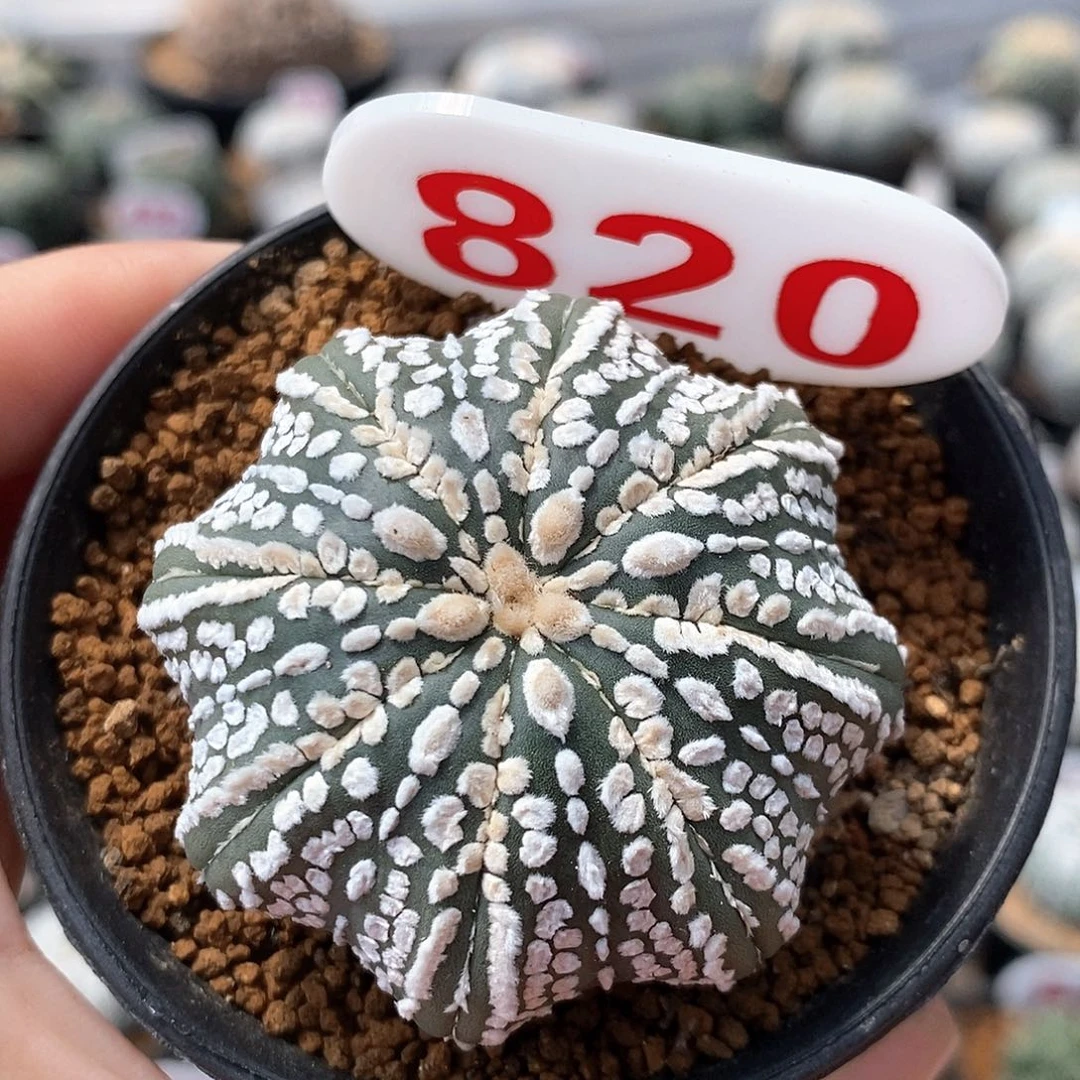 820海星兜系列产品