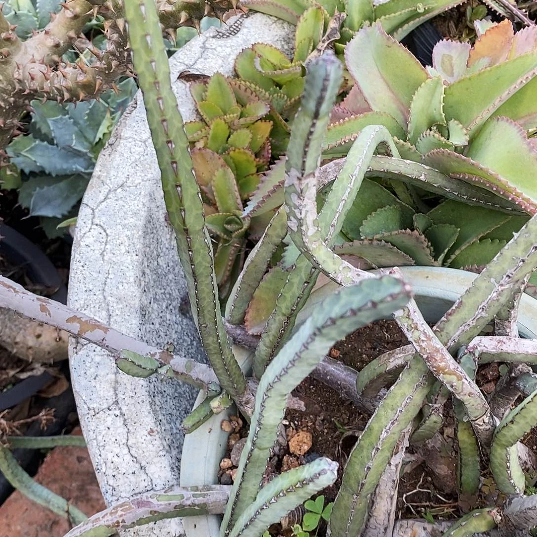 小青蛇鞭柱现砍侧芽。高度20公分左右。 发3根。