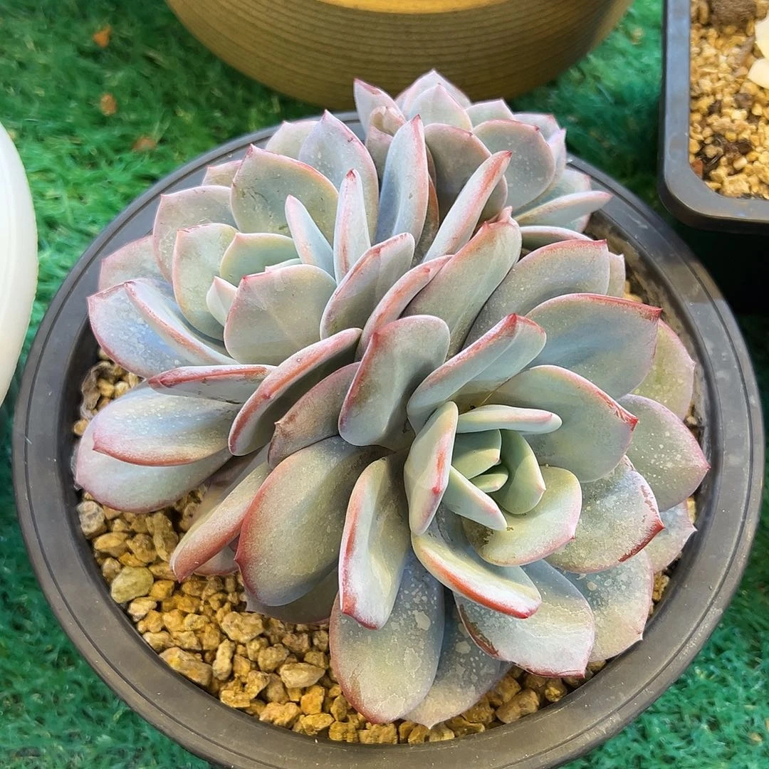 韩版奶茶，，，，，，，，，，，，，，，，