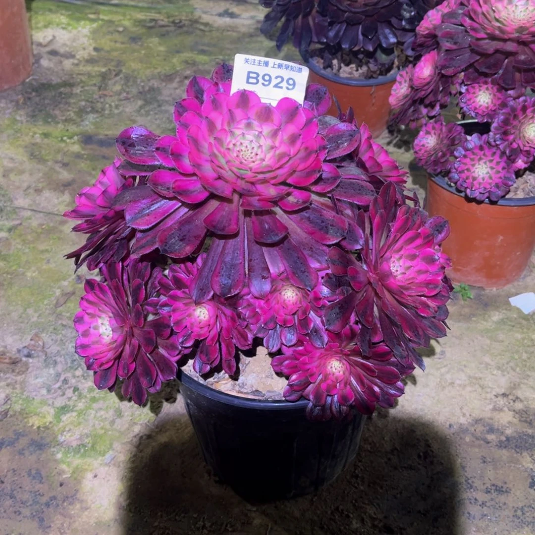 刘**?多肉929红铜超白锦