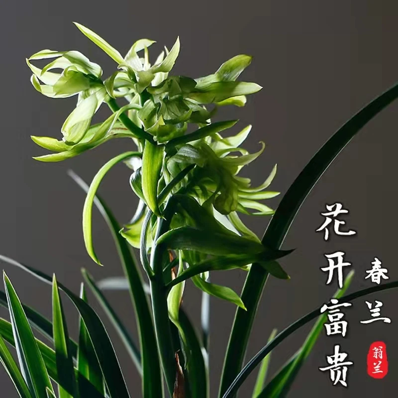 春兰【花开富贵】子母2-3苗带花剑裸根发货