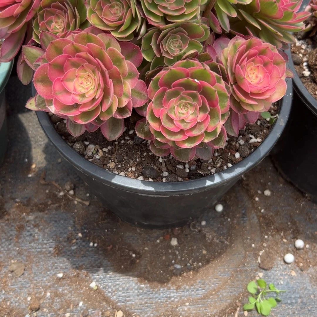 丽*2766荔枝多肉植物系