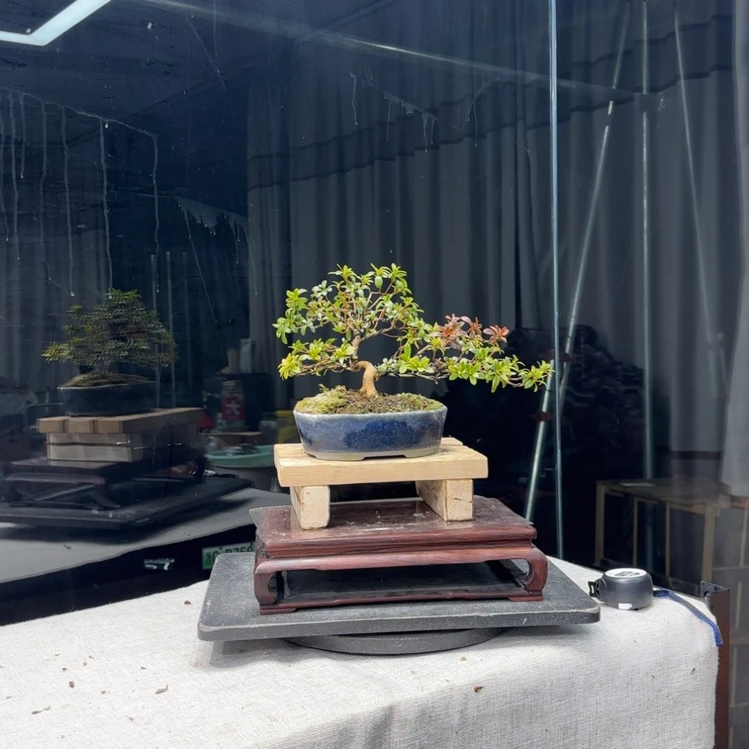 中*花卉苗木花卉苗木