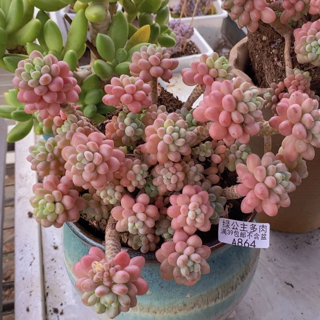 鱼子酱老桩18cm864多肉植物