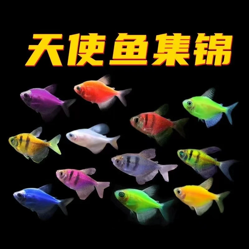 群游糖果天使色彩斑斓不褪色热带淡水观赏小鱼新手练手
