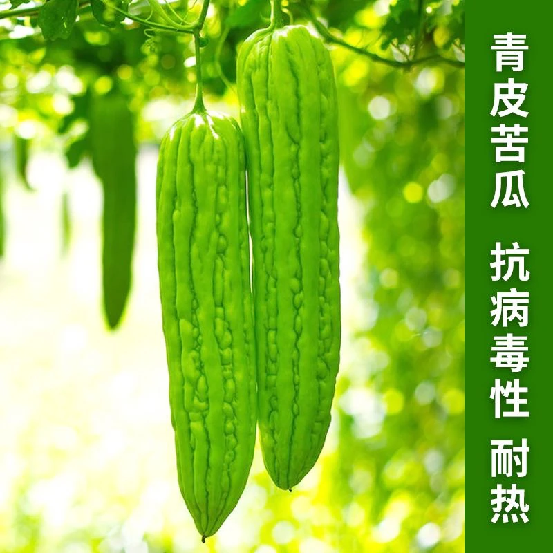 【全店满8包包邮】脆嫩长绿苦瓜种子青皮苦瓜种籽爬藤翠绿肉厚苦瓜