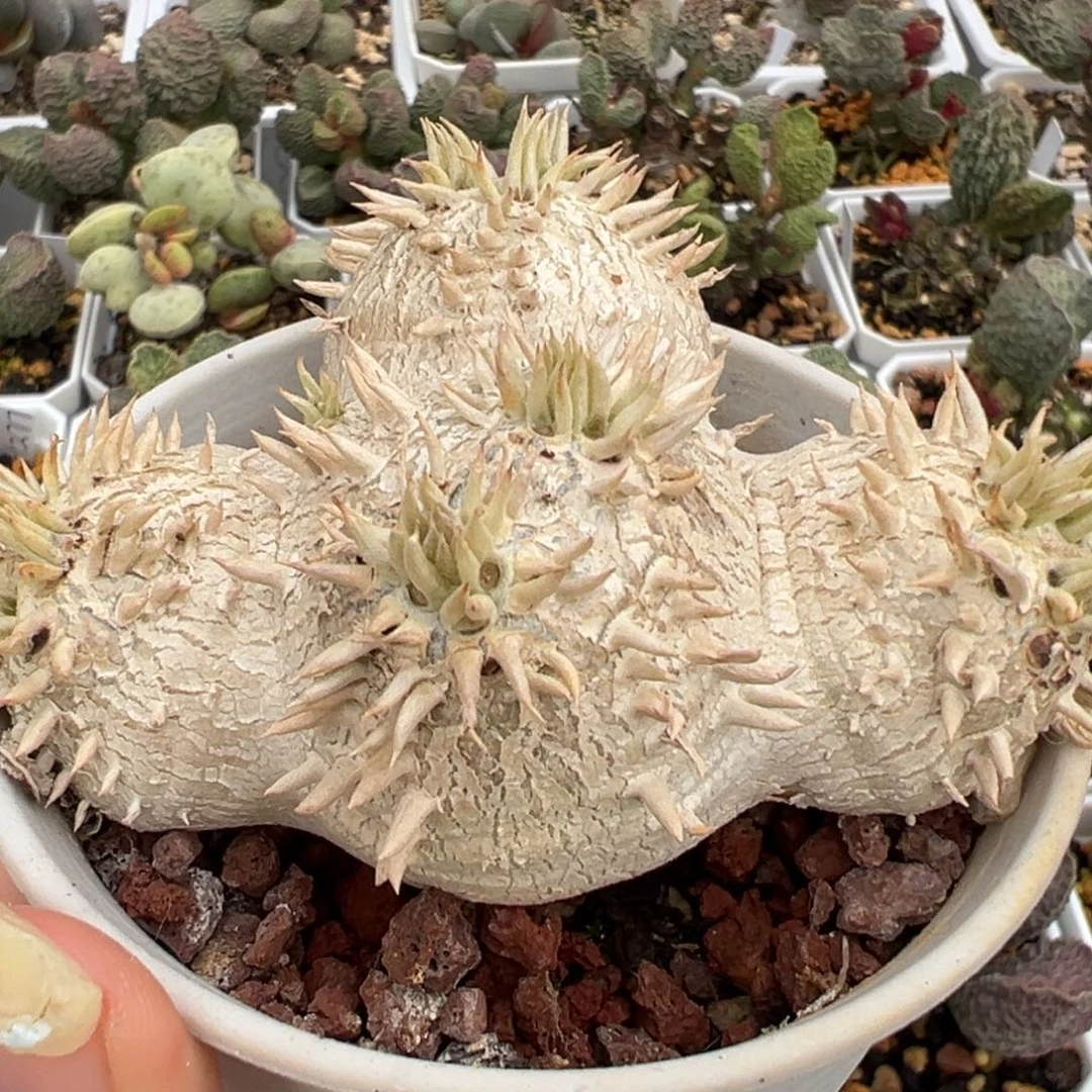 惠比须笑块根多肉