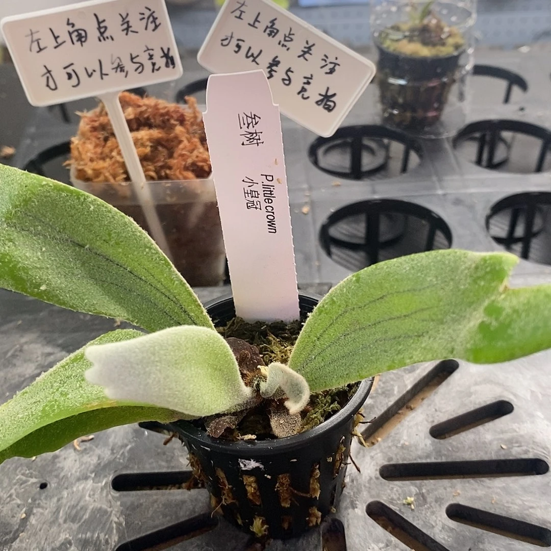无花朵小皇冠鹿角蕨