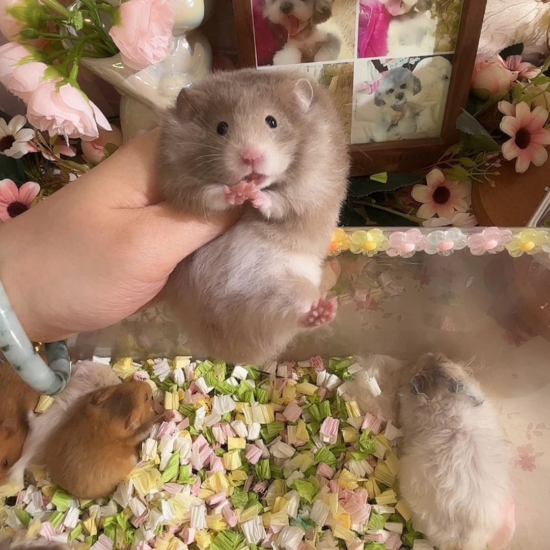 巧克力波利妹妹直毛