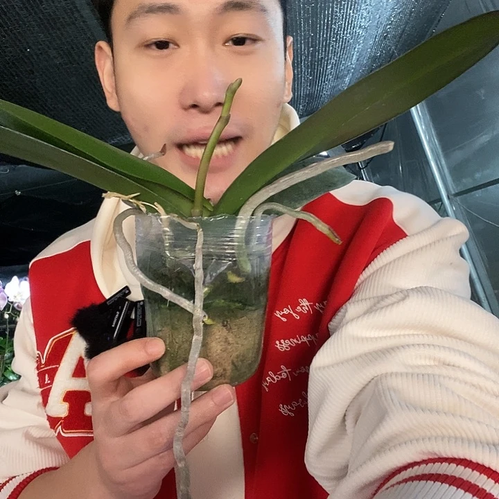 无花朵皇袍带花剑