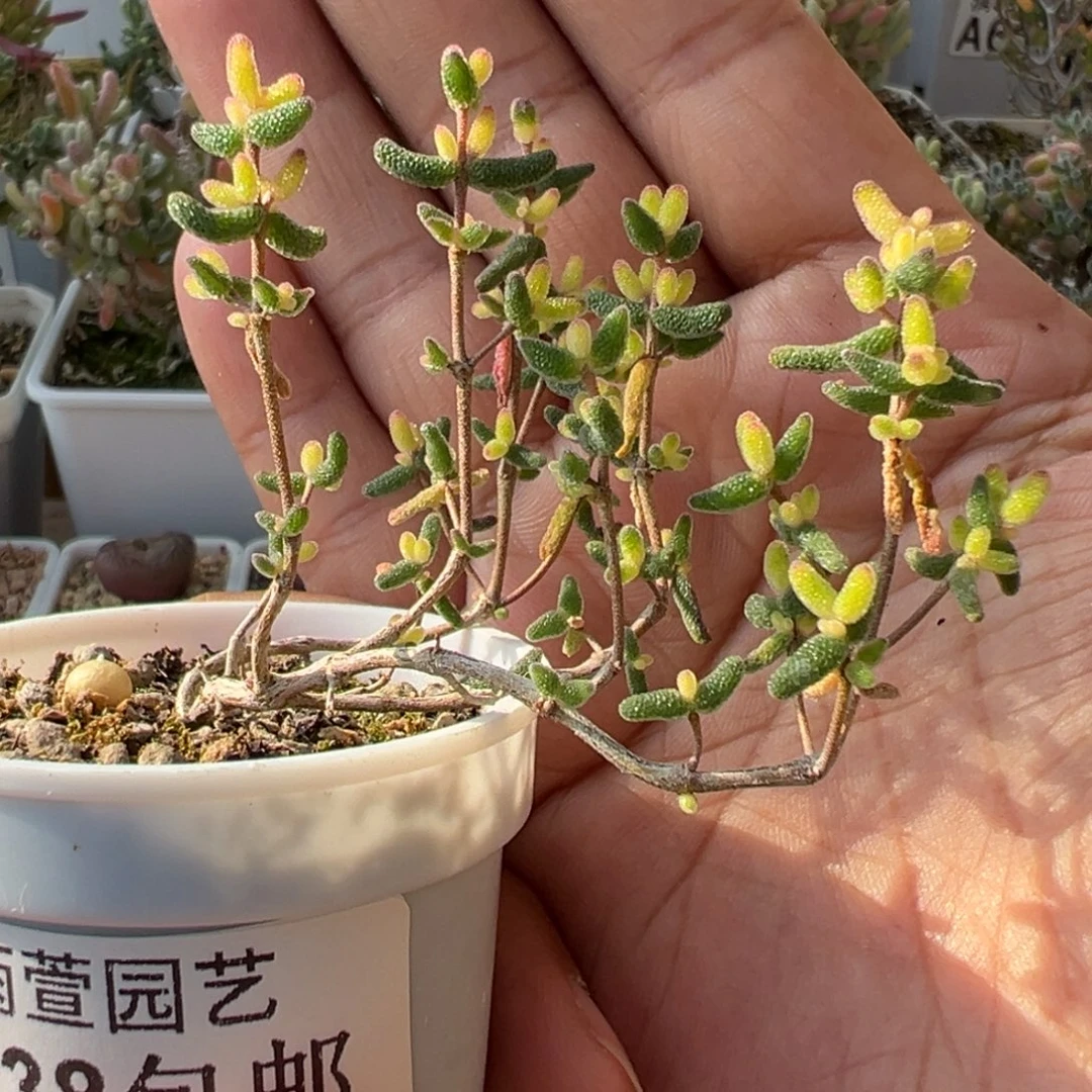 3-925妖桩飘枝老庄糖球3号锦