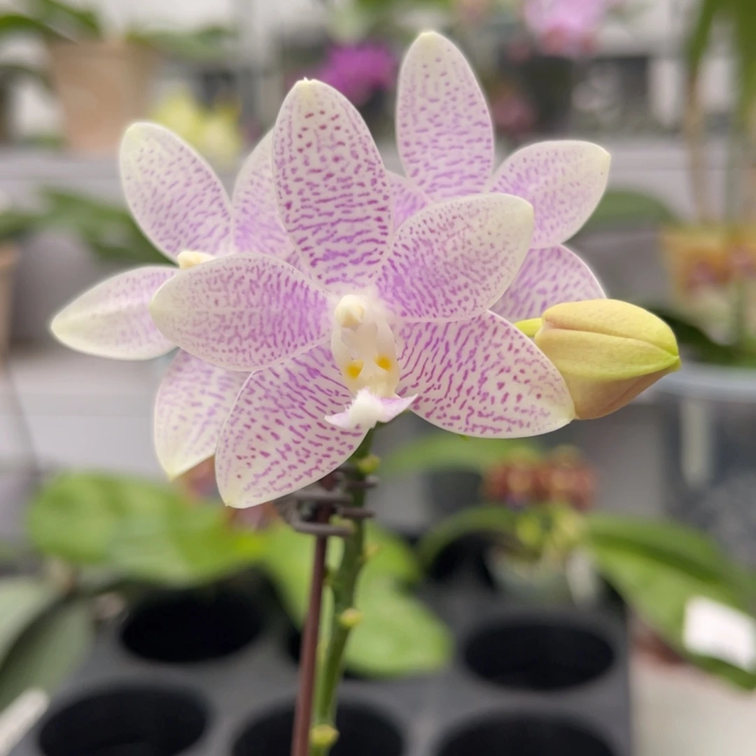 完全开放1899 3寸雪花盾 一物一拍