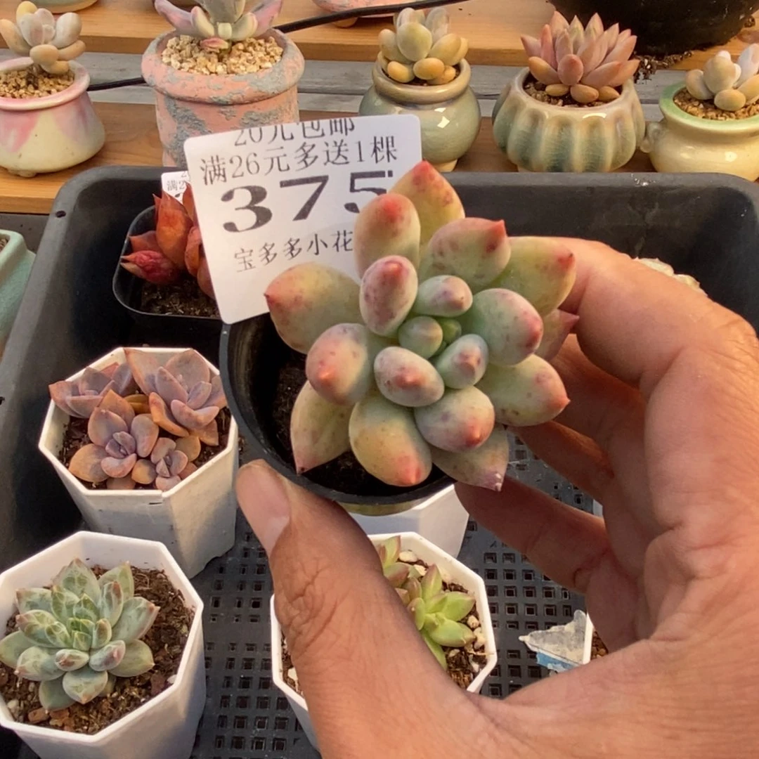 所罗门一物一拍满20元包邮满26送一颗