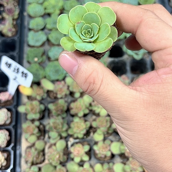 山地玫瑰 满10颗包邮