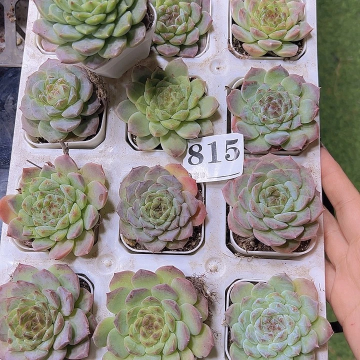 815冰魄19包邮多肉植物