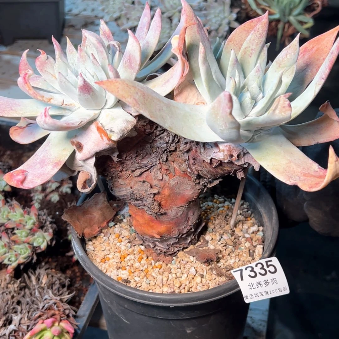 7335哈哈哈哈哈哈哈