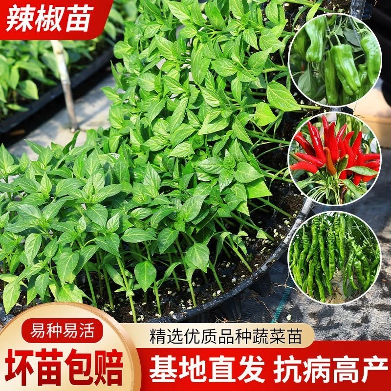 【到手40棵】辣椒苗薄皮椒杭椒高产秧苗朝天椒小米辣薄皮美人椒