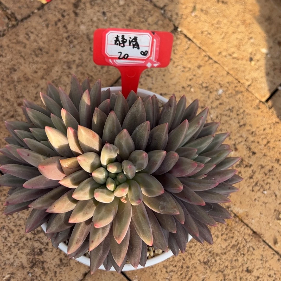 静***清我也没事啊这，静清20