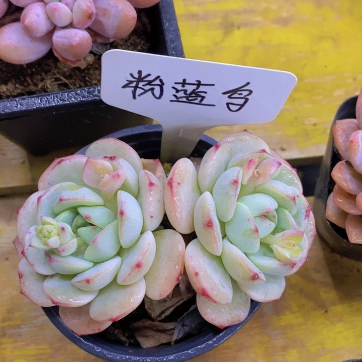 开心多肉，多肉植物