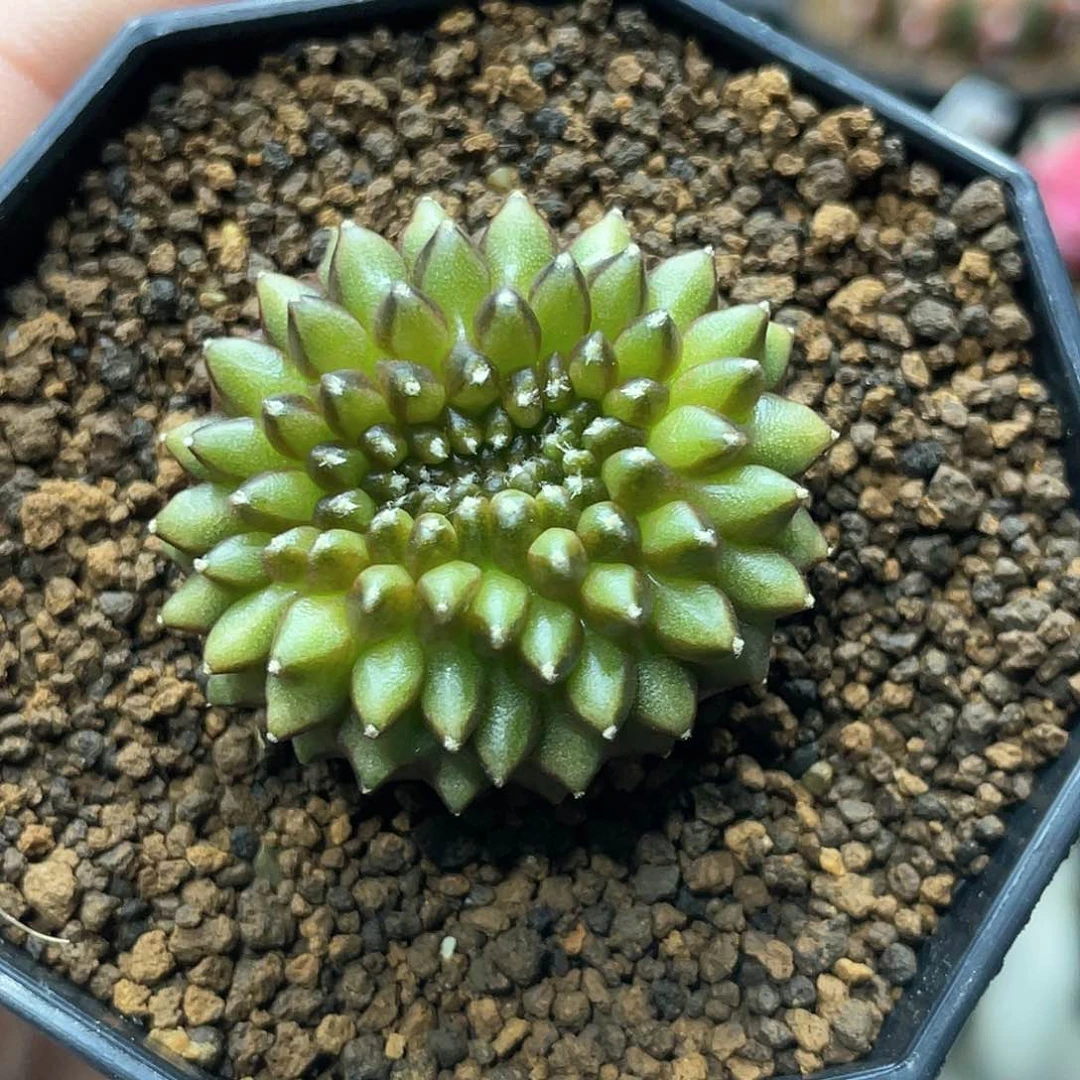 泰系实生根，貘缀