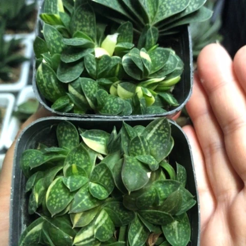 子宝锦群2盆一起发货哈哈