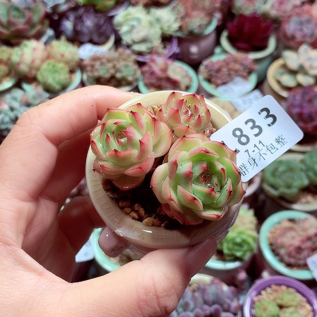 精控拇指盆多肉7.11833