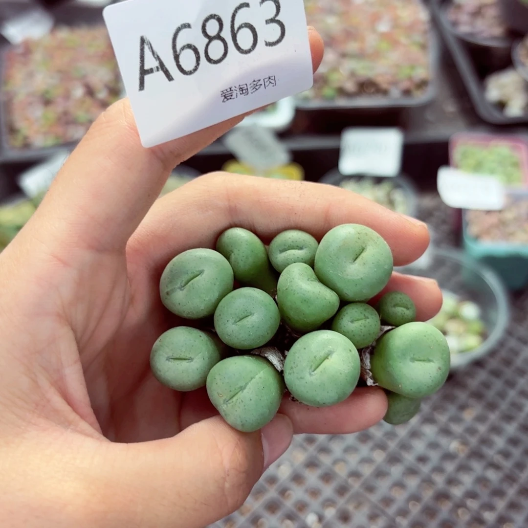 6863–生石花 生石花