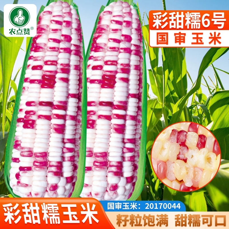 彩糯玉米种籽 香甜超糯玉米高产春播甜糯玉米种子