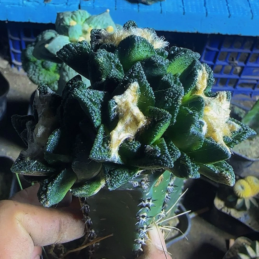 四头辛顿牡丹008仙人球