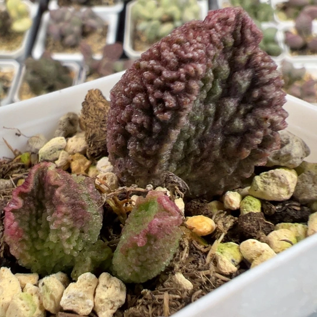 实生新品大苗多肉植物水泡多肉植物